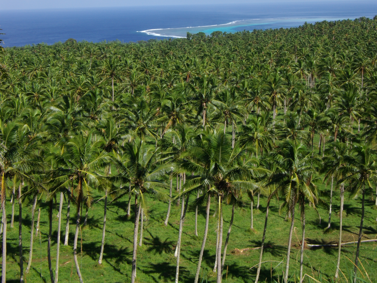 Vanuata Organic Farming 4