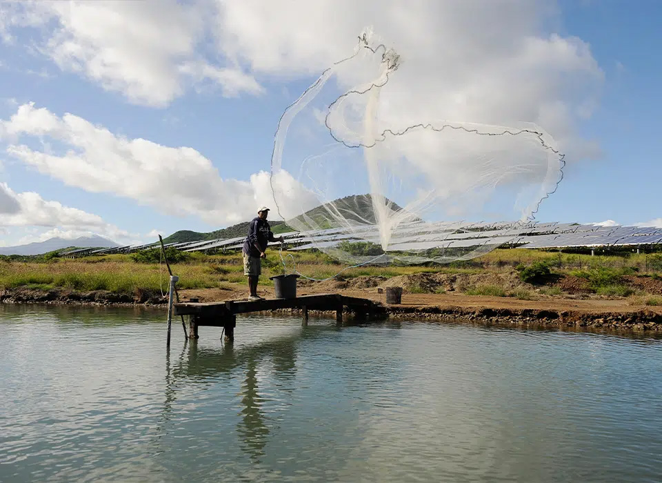 Cristal Blue Prawns Aqualculture New Caledonia